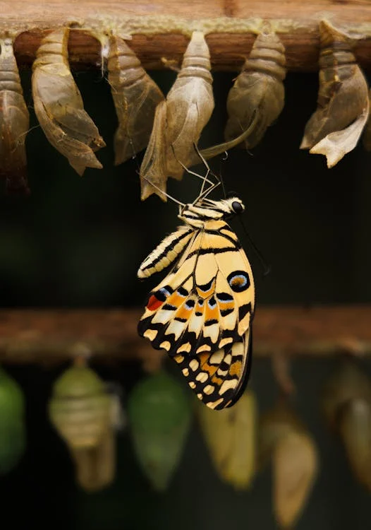 Como Atingir a Evolução Espiritual